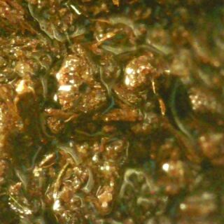 Small things found in leaves and mulch.