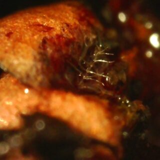 Small things found in leaves and mulch.