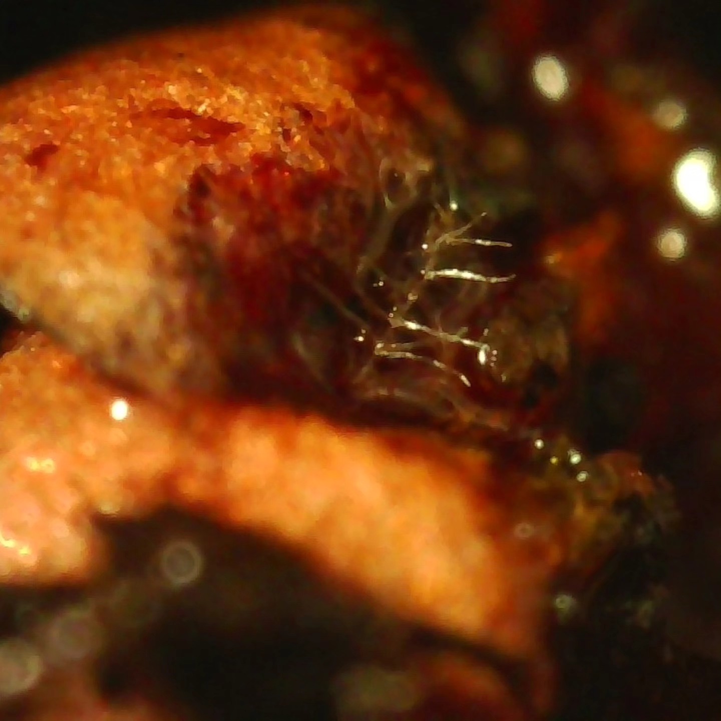 Small things found in leaves and mulch.